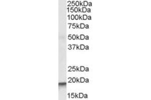 ABIN334353 (0. (ARPC4 antibody  (Internal Region))