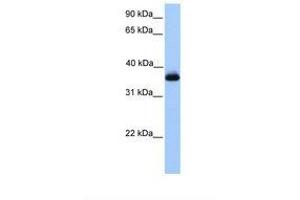 Image no. 1 for anti-ERI1 Exoribonuclease Family Member 2 (EXOD1) (AA 201-250) antibody (ABIN6739361) (ERI2 antibody  (AA 201-250))