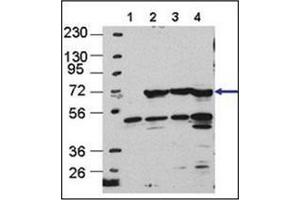 Western blot analysis using APG16L Antibody in Cos7, HEK293, MEF, and Hela cells, left to right, respectively. (ATG16L1 antibody  (AA 84-114))