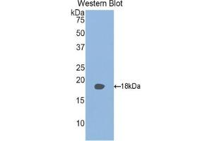 RBP2 antibody  (AA 1-134)