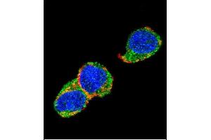 Confocal immunofluorescent analysis of SOX2 Antibody (A30) g with 293 cell followed by Alexa Fluor 488-conjugated goat anti-rabbit lgG (green). (SOX2 antibody  (AA 15-43))