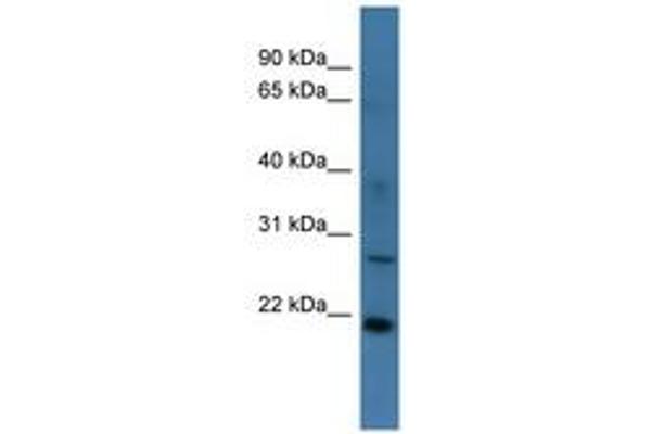 STARD4 antibody  (AA 96-145)