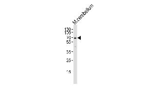 MTF2 antibody  (AA 289-317)