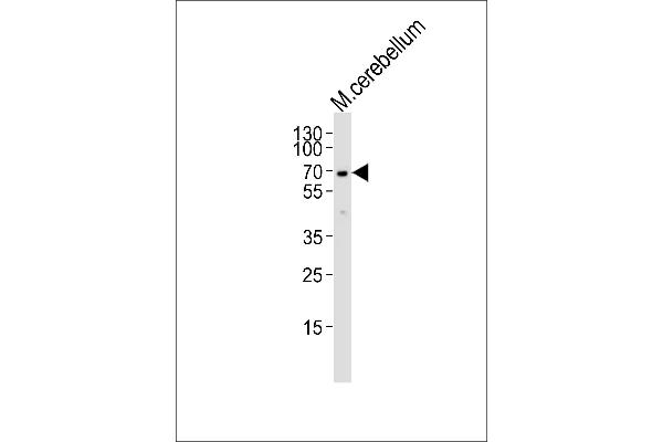 MTF2 antibody  (AA 289-317)