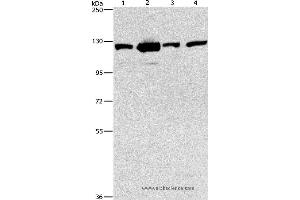 Western blot analysis of 231, NIH/3T3, A431 and hela cell, using PTK2 Polyclonal Antibody at dilution of 1:300 (FAK antibody)