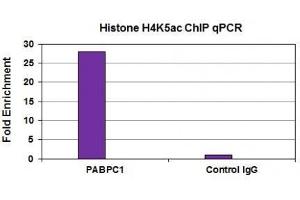 Histone H4K5ac antibody (mAb) tested by ChIP analysis.