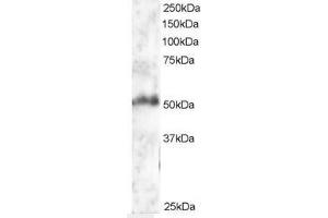 Image no. 1 for anti-Forkhead Box G1 (FOXG1) (AA 477-489) antibody (ABIN297049) (FOXG1 antibody  (AA 477-489))
