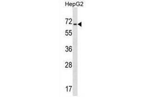 ACCN4 Antibody (ACCN4 antibody  (N-Term))