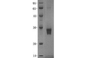 Validation with Western Blot (IMPA1 Protein (Transcript Variant 2) (His tag))