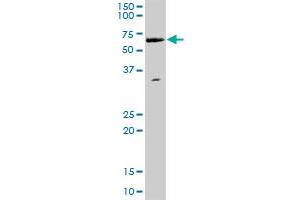 WHSC2 MaxPab polyclonal antibody. (WHSC2 antibody  (AA 1-528))