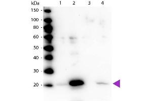 Western blot of Rabbit Anti-Myosin pS19/pS20 primary antibody.