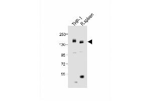 All lanes : Anti-MCSF Receptor (CSF1R) Antibody (C-term) at 1:1000 dilution Lane 1: THP-1 whole cell lysate Lane 2: rat spleen lysate Lysates/proteins at 20 μg per lane. (CSF1R antibody  (C-Term))