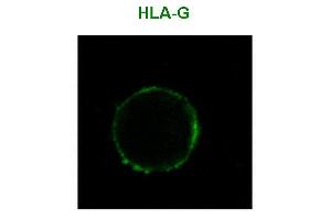 Immunofluorescence staining of HLA-G1 transfectants (LCL-HLA-G1) using anti-human HLA-G () Alexa Fluor ® 488 Fab-fragment. (HLAG antibody  (FITC))
