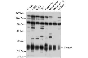 Western blot analysis of extracts of various cell lines, using MRPL39 antibody  at 1:1000 dilution. (MRPL39 antibody  (AA 39-338))
