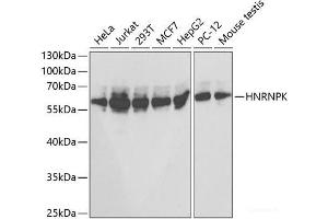 Western blot analysis of extracts of various cell lines using HNRNPK Polyclonal Antibody at dilution of 1:1000. (HNRNPK antibody)
