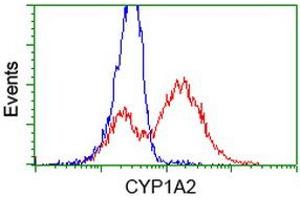 HEK293T cells transfected with either RC221636 overexpress plasmid (Red) or empty vector control plasmid (Blue) were immunostained by anti-CYP1A2 antibody (ABIN2453827), and then analyzed by flow cytometry. (CYP1A2 antibody)