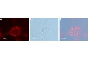 Expression of Pannexin 2 in human U-87 MG glioblastoma cell line - Cell surface detection of Pannexin 2 in live intact human U-87 MG glioblastoma cells. (Pannexin 2 antibody  (1st Extracellular Loop))