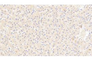 Detection of NT in Human Liver Tissue using Polyclonal Antibody to Neurotensin (NT)