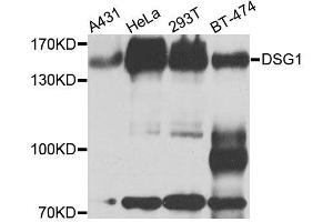 Western blot analysis of extracts of various cell lines, using DSG1 antibody (ABIN6003544) at 1/1000 dilution. (Desmoglein 1 antibody)