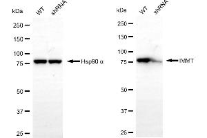 Western blotting analysis using IMMT antibody (ABIN7799040). (IMMT antibody)