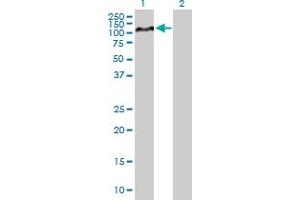 Western Blot analysis of HIF1A expression in transfected 293T cell line by HIF1A MaxPab polyclonal antibody. (HIF1A antibody  (AA 1-735))