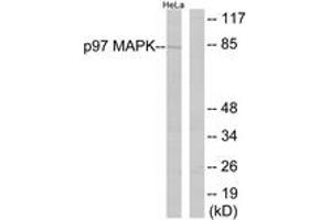 Western blot analysis of extracts from HeLa cells, using p97 MAPK (Ab-189) Antibody.