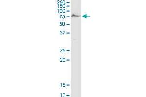 AK5 MaxPab rabbit polyclonal antibody. (Adenylate Kinase 5 antibody  (AA 1-536))