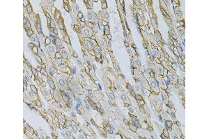 Immunohistochemistry of paraffin-embedded Mouse stomach using AP2B1 Polyclonal Antibody at dilution of 1:100 (40x lens).
