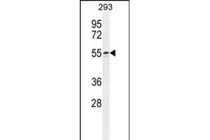 WIPF2 Antibody (C-term) (ABIN654930 and ABIN2844573) western blot analysis in 293 cell line lysates (35 μg/lane). (WIPF2 antibody  (C-Term))