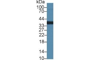 Detection of RGN in Mouse Lung lysate using Polyclonal Antibody to Regucalcin (RGN) (Regucalcin antibody  (AA 1-299))