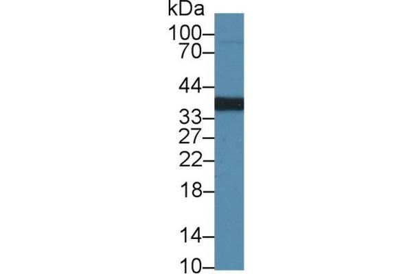 Regucalcin antibody  (AA 1-299)
