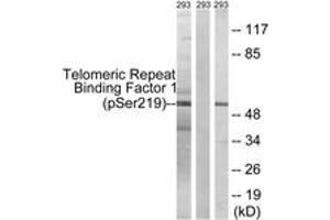 Western blot analysis of extracts from 293 cells treated with paclitaxel 1uM 24h, using Telomeric Repeat Binding Factor 1 (Phospho-Ser219) Antibody.