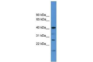 Western Blot showing SCAMP1 antibody used at a concentration of 1-2 ug/ml to detect its target protein.