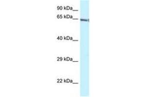 Image no. 1 for anti-GATA Zinc Finger Domain Containing 2B (GATAD2B) (C-Term) antibody (ABIN6747726) (GATAD2B antibody  (C-Term))