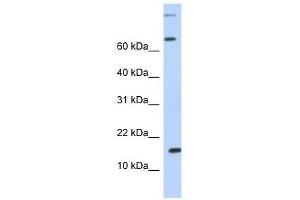 Western Blot showing CCL7 antibody used at a concentration of 1. (CCL7 antibody  (N-Term))
