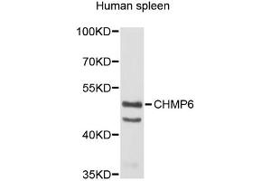 Western blot analysis of extracts of human spleen, using CHMP6 antibody (ABIN5972875).