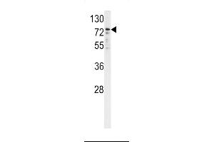 Western blot analysis of P450R antibody (Center) (ABIN390416 and ABIN2840804) in K562 cell line lysates (35 μg/lane). (POR antibody  (AA 462-488))