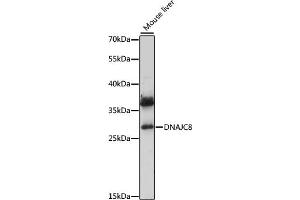Western blot analysis of extracts of mouse liver, using DN antibody (ABIN7266829) at 1:1000 dilution. (DNAJC8 antibody  (AA 1-253))