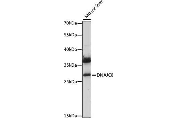 DNAJC8 anticorps  (AA 1-253)
