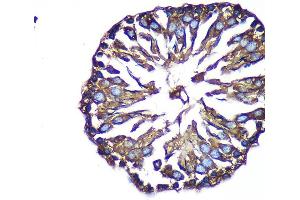 Immunohistochemistry of paraffin-embedded Rat testis using B Rabbit pAb (ABIN7265675) at dilution of 1:100 (40x lens). (ACTR1B antibody  (AA 1-105))