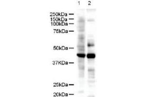 Figure 1. (LIM Domain Binding 2 Protein antibody  (AA 107-120))