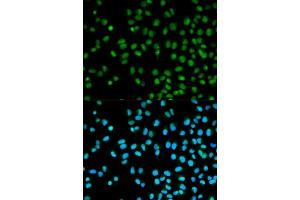 Immunofluorescence analysis of HeLa cells using CST8 antibody (ABIN5970566). (CST8 antibody)
