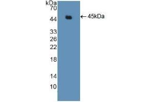 Western Blotting (WB) image for anti-Actin, gamma 2, Smooth Muscle, Enteric (ACTG2) (AA 3-376) antibody (ABIN7440569)