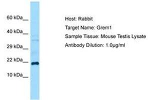 Image no. 1 for anti-Gremlin 1 (GREM1) (C-Term) antibody (ABIN6749873) (GREM1 antibody  (C-Term))