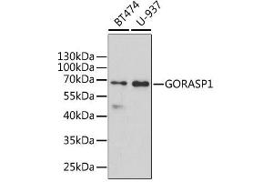 Western blot analysis of extracts of various cell lines, using GORASP1 antibody. (GORASP1 antibody  (AA 221-440))