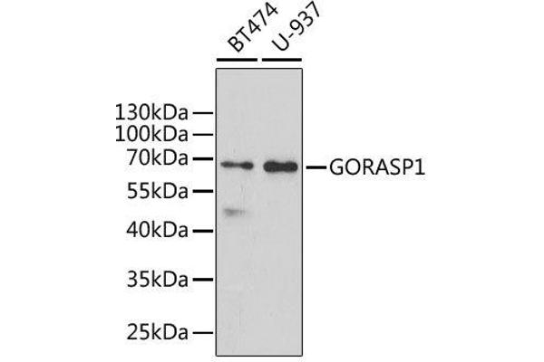 GORASP1 antibody  (AA 221-440)