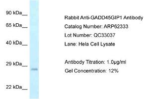 Western Blotting (WB) image for anti-Growth Arrest and DNA-Damage-Inducible, gamma Interacting Protein 1 (GADD45GIP1) (Middle Region) antibody (ABIN2789108) (GADD45GIP1 antibody  (Middle Region))