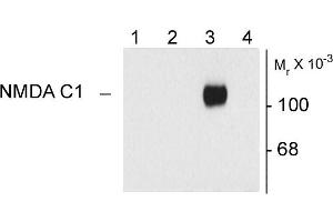 Western blots of 10 ug of HEK 293 cells expressing: Lane 1 - HEK cells without NR1 expression (Mock), Lane 2 - NR1 subunit containing only the C2 Insert, Lane 3 - NR1 subunit containing the C1 and C2' Insert, Lane 4 - NR1 subunit containing the N1 and C2' Insert showing specific immunolabeling of the ~120k NR1 subunit of the NMDA receptor containing the C1 splice variant insert. (GRIN1/NMDAR1 antibody)