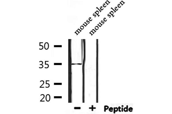 OR4D2 antibody