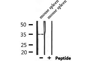 Western blot analysis of extracts from mouse spleen, using OR4D2 Antibody. (OR4D2 antibody)